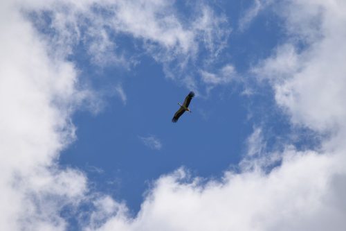 Storch in der Thermik