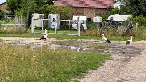 Storch1