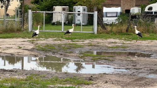 Storch2