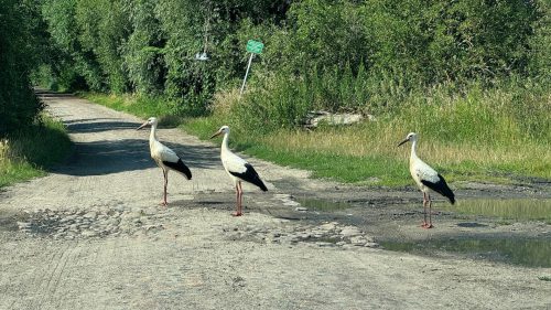 Storch4